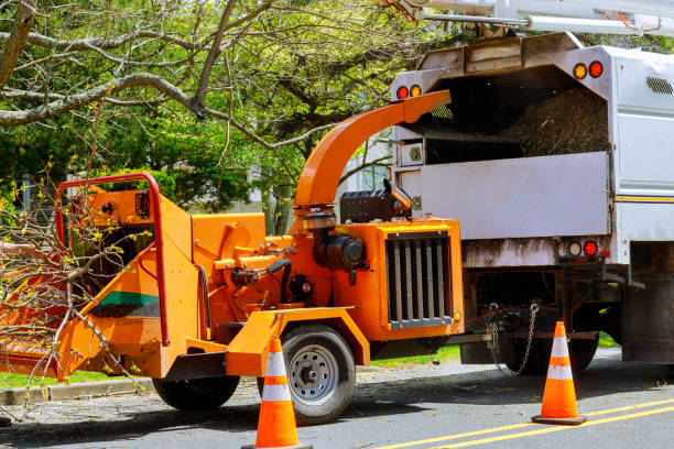 Best Tree Disease Treatment  in Taylorsville, KY