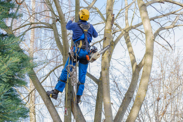 Trusted Taylorsville, KY Tree Care Services Experts