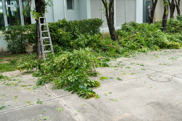 Best Hazardous Tree Removal  in Taylorsville, KY