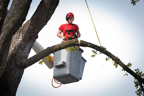 Best Hedge Trimming  in Taylorsville, KY